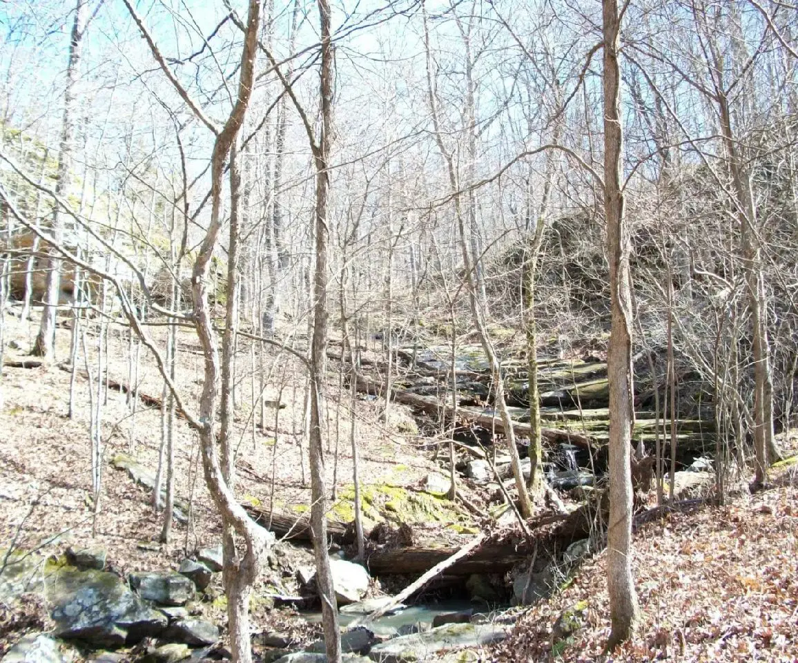 A wooded area with rocks and trees.